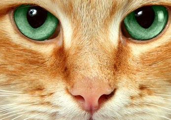 Особенности клинических проявлений увеита вирусной этиологии у кошек