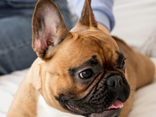 Межпородная междисциплинарная конференция «Французский бульдог»