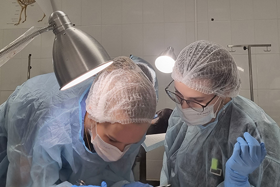В декабре на базе Инновационного ветеринарного центра прошло несколько курсов по хирургии