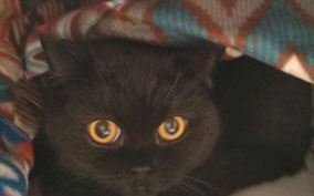 Онлайн конференция «Анестезия»