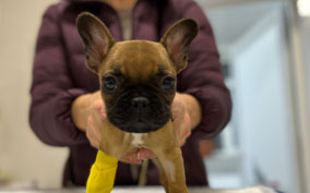 Онлайн конференция «Ортопедия. Травматология»