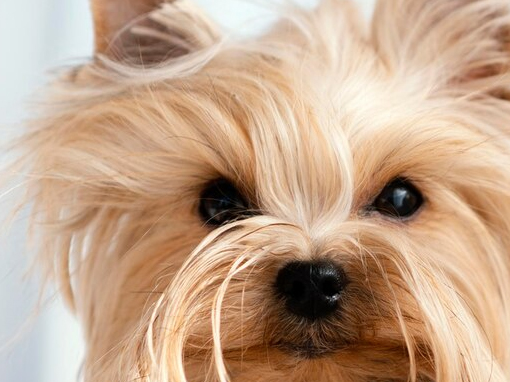 Межпородная междисциплинарная конференция «Йоркширский терьер»