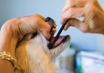 Мастер-класс по стоматологии: «Эндодонтическое лечение зубов у собак и кошек»