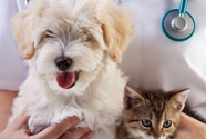 Курсы для ветеринарных врачей общей практики: «Основы клинической онкологии мелких домашних животных. Реабилитация онкологических пациентов»