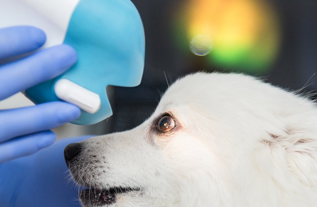 6-й Международный съезд  ветеринарных офтальмологов 