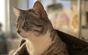 Онлайн конференция «Нефрология»