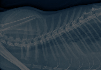 Курс «Рентген-диагностика животных в ветеринарной клинике»