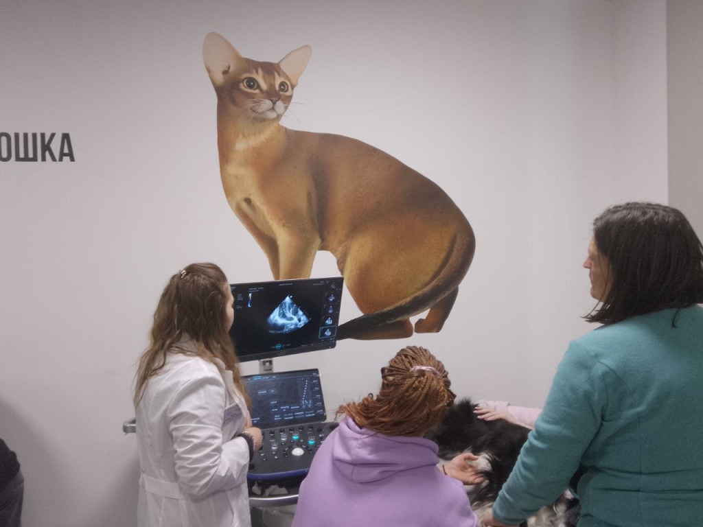 Практика на реальных пациентах: завершение курса по кардиологии Практика на реальных пациентах: завершение курса по кардиологии