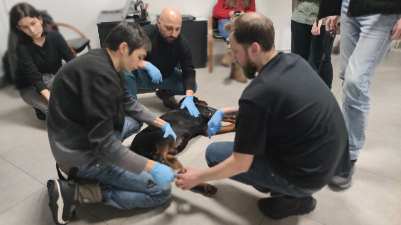 Ветеринарные врачи прошли курсы повышения квалификации по травматологии и ортопедии