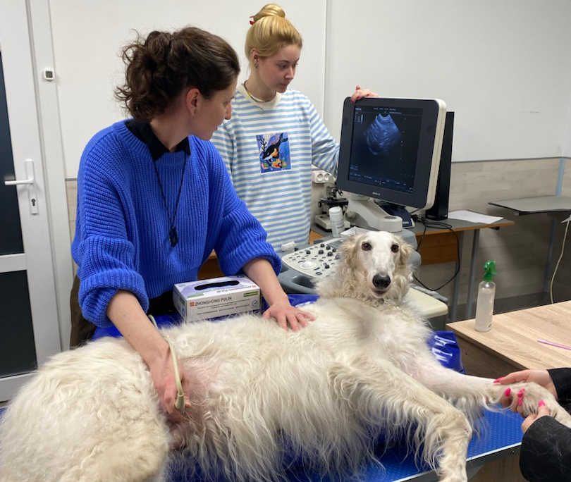 Как прошёл День открытых дверей в Международной Ветеринарной Академии