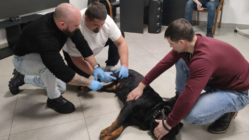 Ветеринарные врачи прошли курсы повышения квалификации по травматологии и ортопедии