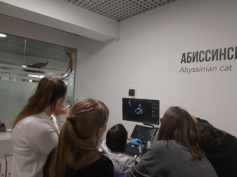 Практика на реальных пациентах: завершение курса по кардиологии Практика на реальных пациентах: завершение курса по кардиологии