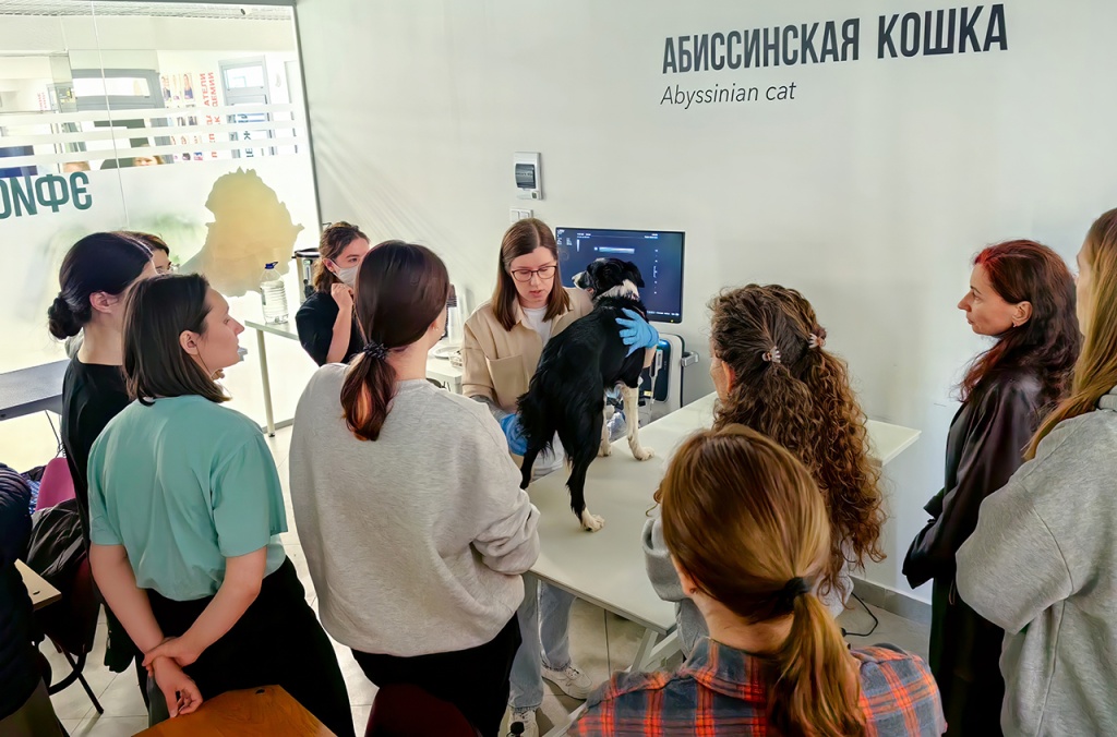 Повышение квалификации по программе «УЗИ суставов»