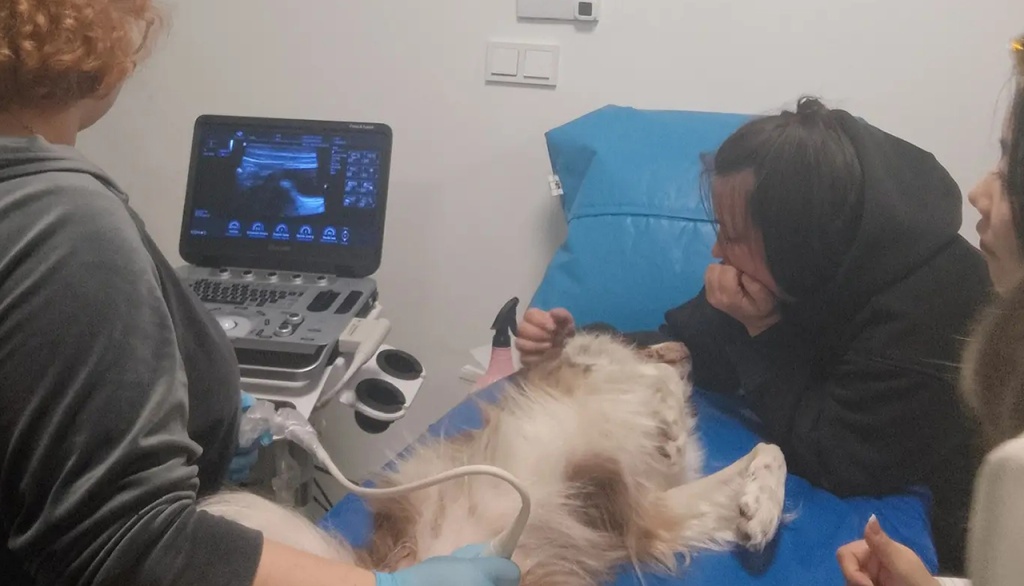 Насыщенная программ обучения в Центре дополнительного образования Международной Ветеринарной Академии