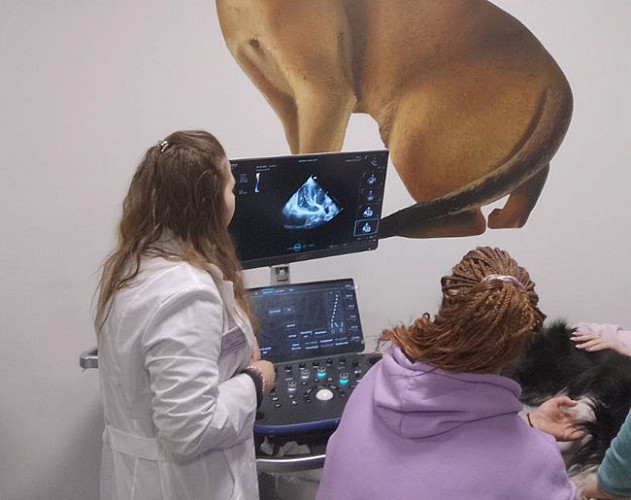 Практика на реальных пациентах: завершение курса по кардиологии