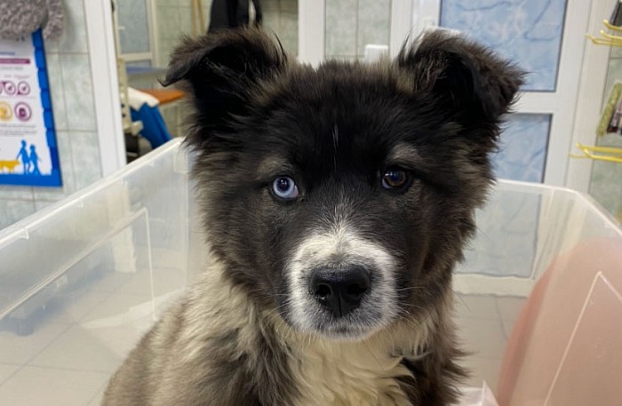 Онлайн конференция «Гастроэнтерология»