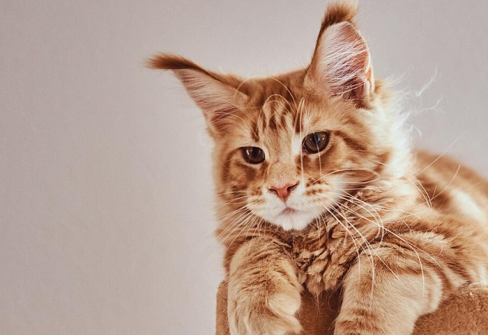 21 марта состоится  монопородная междисциплинарная конференция «Мейн - кун»